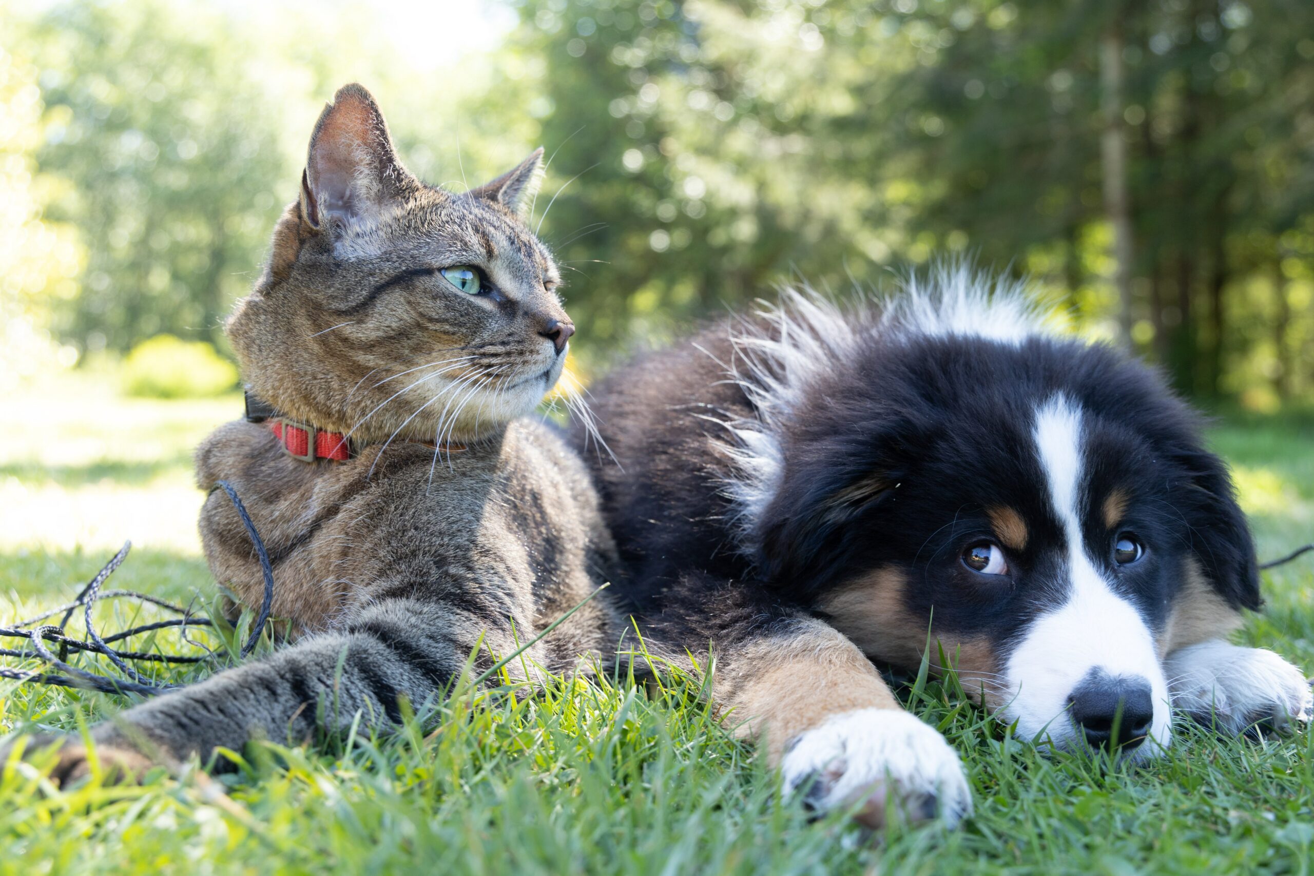 A picture of a cat and a dog laying on the grass enjoying the susnhine